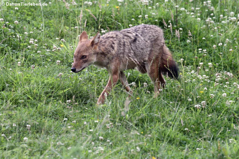 Europäischer Goldschakal (Canis aureus moreotica)