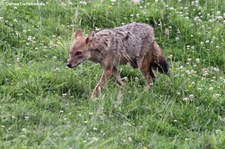 Europäischer Goldschakal (Canis aureus moreotica) im Naturzoo Rheine