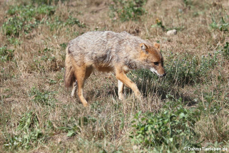 Europäischer Goldschakal (Canis aureus moreotica)