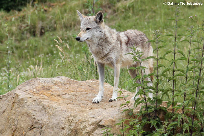 Europäischer Goldschakal (Canis aureus moreotica)