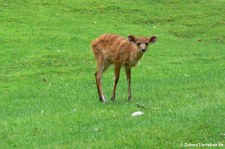 junge Wald-Sitatunga (Tragelaphus spekii gratus) im Naturzoo Rheine