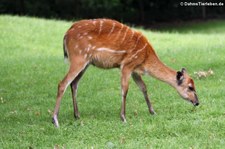 weibliche Wald-Sitatunga (Tragelaphus spekii gratus) im Naturzoo Rheine