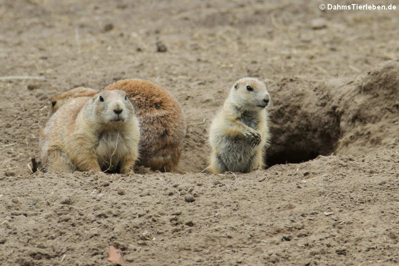 Schwarzschwanz-Präriehunde (Cynomys ludovicianus)