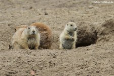 Schwarzschwanz-Präriehunde (Cynomys ludovicianus) im Naturzoo Rheine