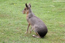 Großer Pampashase oder Mara (Dolichotis patagonum) im Naturzoo Rheine