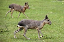 Großer Pampashase oder Mara (Dolichotis patagonum) im Naturzoo Rheine