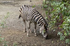 Chapman-Zebra (Equus quagga chapmani) im Naturzoo Rheine