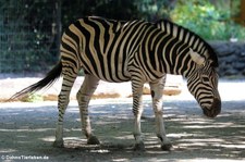 Chapman-Zebra (Equus quagga chapmani) im Naturzoo Rheine