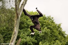 Weißhandgibbon (Hylobates lar) im Naturzoo Rheine