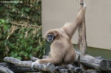 Weißhandgibbon (Hylobates lar) im Naturzoo Rheine