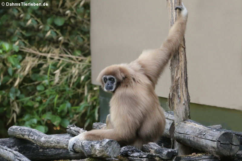 Weißhandgibbon (Hylobates lar)