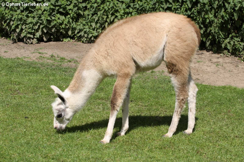 Lama guanicoe f. glama