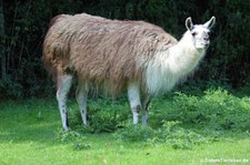 Lama (Lama guanicoe f. glama) im Naturzoo Rheine