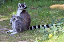 Katta (Lemur catta) im Naturzoo Rheine