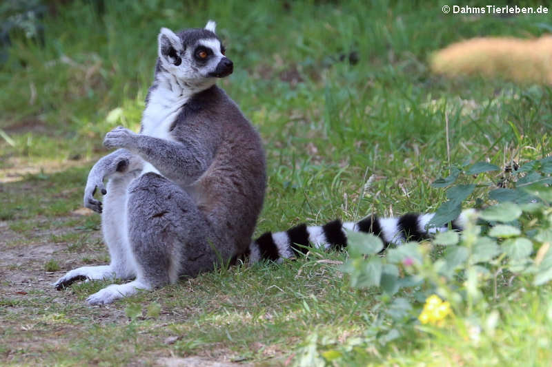 Katta (Lemur catta)