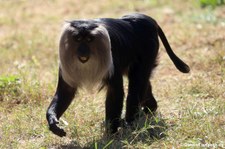 Bartaffe oder Wanderu (Macaca silenus) im Naturzoo Rheine