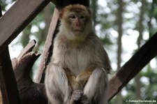 Berberaffe (Macaca sylvanus) im Naturzoo Rheine