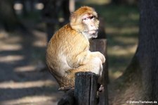 Berberaffe (Macaca sylvanus) im Naturzoo Rheine