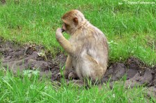 Berberaffe (Macaca sylvanus) im Naturzoo Rheine