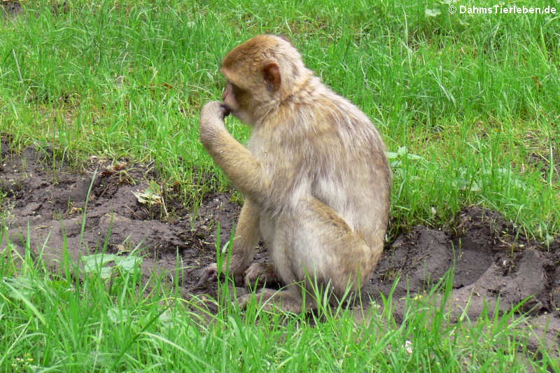 Macaca sylvanus