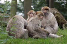 Berberaffen (Macaca sylvanus) im Naturzoo Rheinee