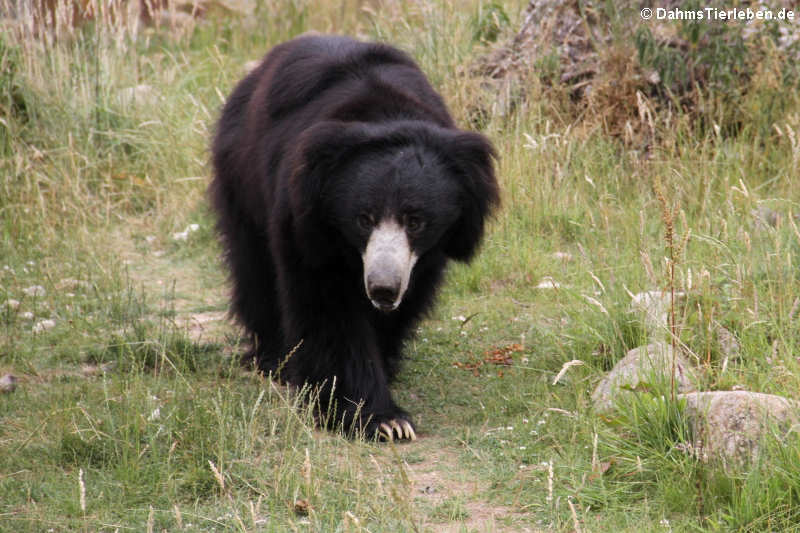 Indischer Lippenbär (Melursus ursinus ursinus)