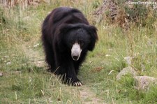 Indischer Lippenbär (Melursus ursinus ursinus) im Naturzoo Rheine