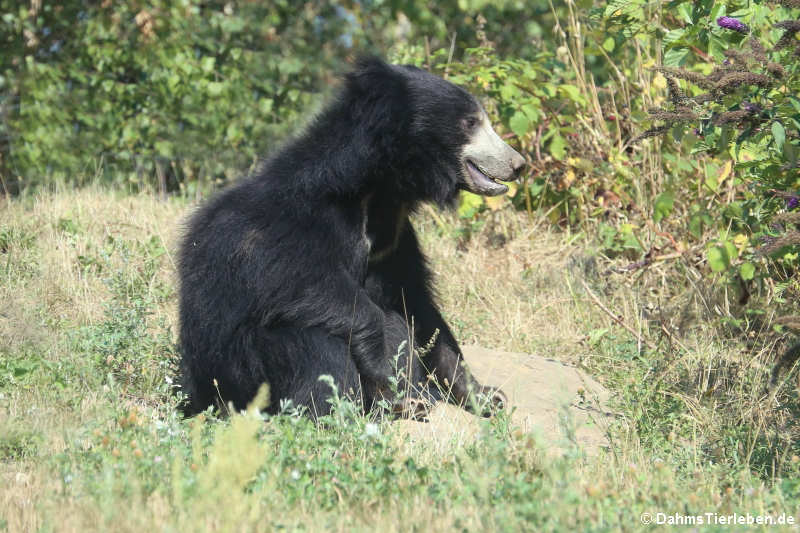 Indischer Lippenbär (Melursus ursinus ursinus)