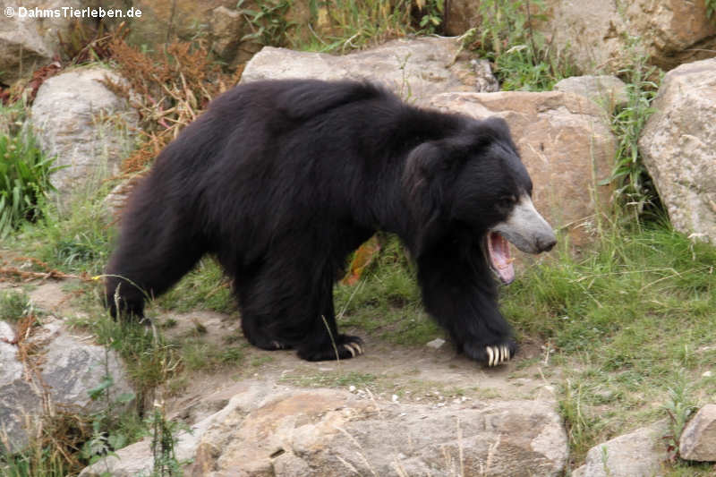 Indischer Lippenbär (Melursus ursinus ursinus)