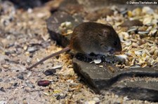 Eurasische Zwergmaus (Micromys minutus) im Naturzoo Rheine