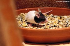 Farbmaus (Mus musculus f. domesticus) im Naturzoo Rheine