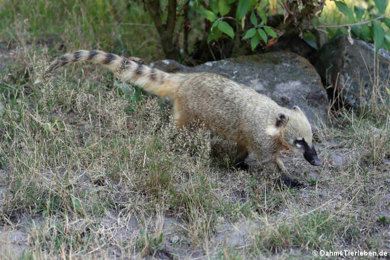 Südamerikanischer Nasenbär (Nasua nasua)