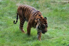 Sumatra-Tiger (Panthera tigris sumatrae) im Naturzoo Rheine