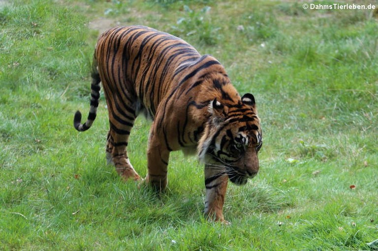 Panthera tigris sondaica