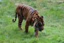 Panthera tigris sumatrae