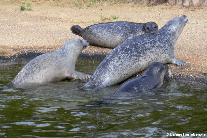 Seehunde (Phoca vitulina)