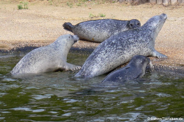 Phoca vitulina