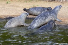 Ostatlantische Seehunde (Phoca vitulina vitulina) im Naturzoo Rheine