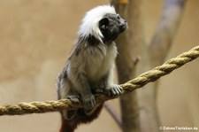 Lisztaffe (Saguinus oedipus) im Naturzoo Rheine