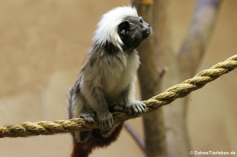 Lisztaffe (Saguinus oedipus)