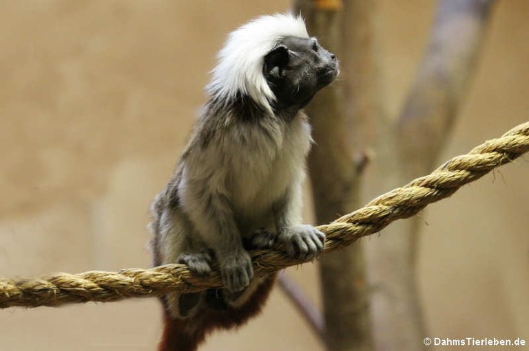 Saguinus oedipus