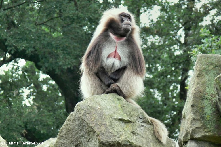 Theropithecus gelada