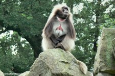 Dschelada oder Blutbrustpavian (Theropithecus gelada) im Naturzoo Rheine