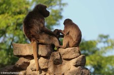 Dschelada oder Blutbrustpavian (Theropithecus gelada) im Naturzoo Rheine