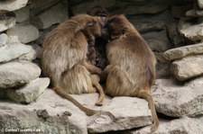 Dschelada oder Blutbrustpavian (Theropithecus gelada) im Naturzoo Rheine