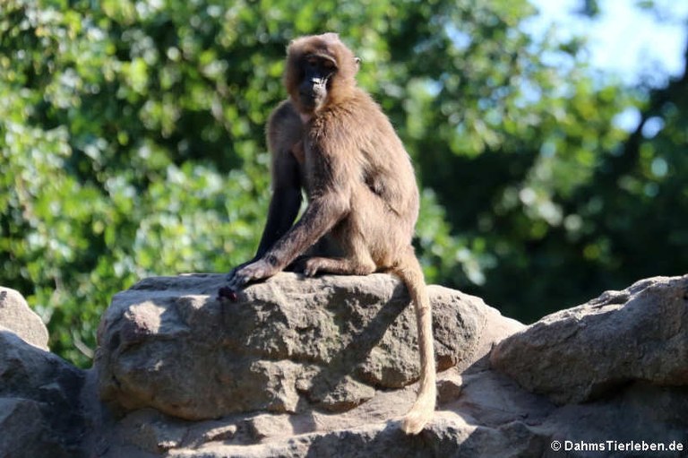 Theropithecus gelada