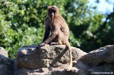 Dschelada oder Blutbrustpavian (Theropithecus gelada) im Naturzoo Rheine