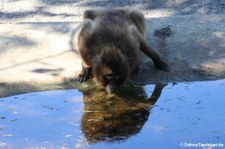 Dschelada oder Blutbrustpavian (Theropithecus gelada) im Naturzoo Rheine