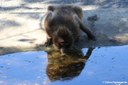 Theropithecus gelada