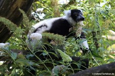 Schwarzweißer Vari (Varecia variegata variegata) im Naturzoo Rheine